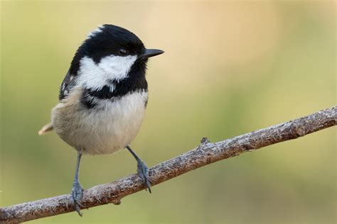 cole tits|Coal Tit Bird Facts 